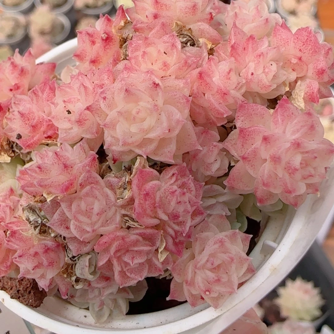 花语多肉1230-144散