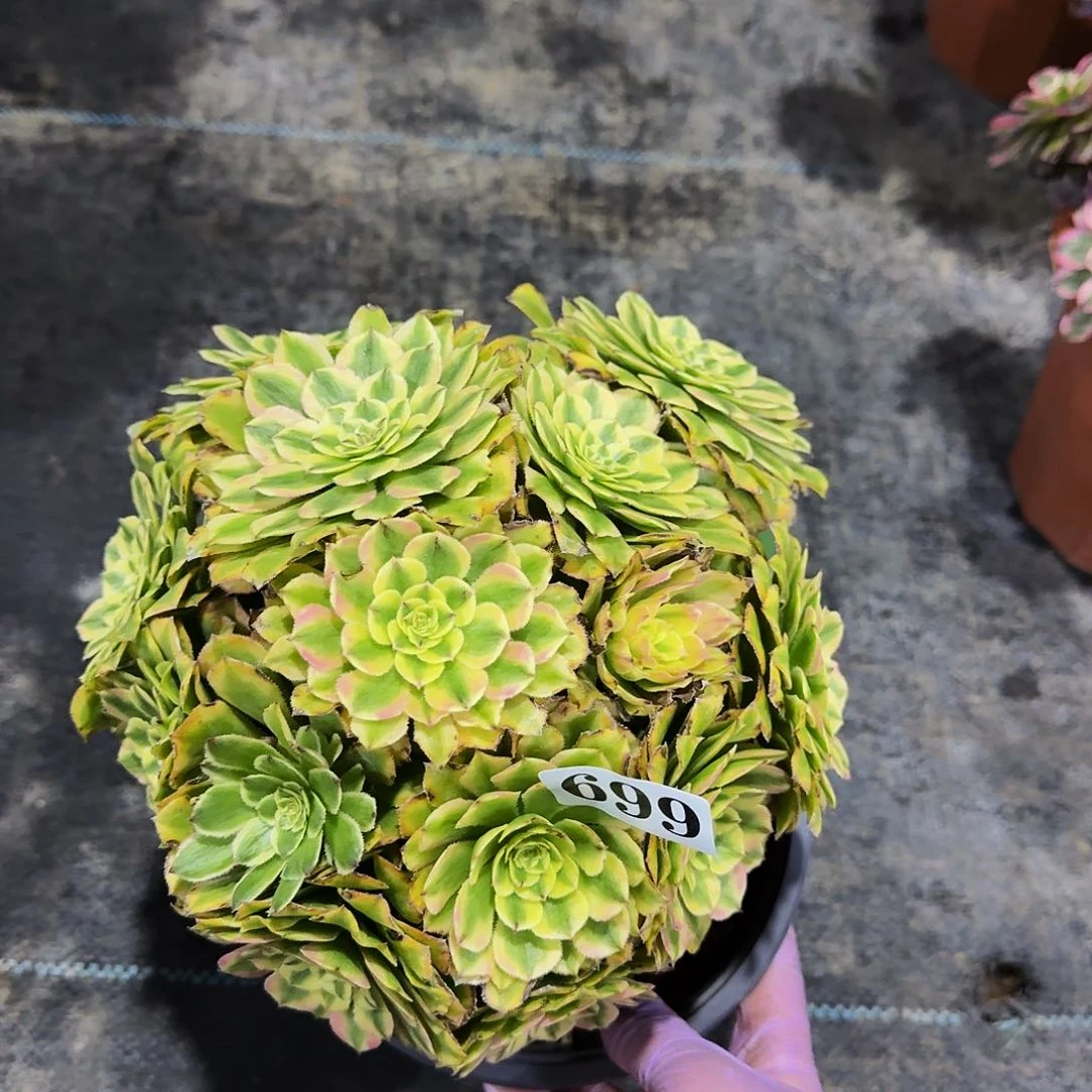 699黛玉多肉植物