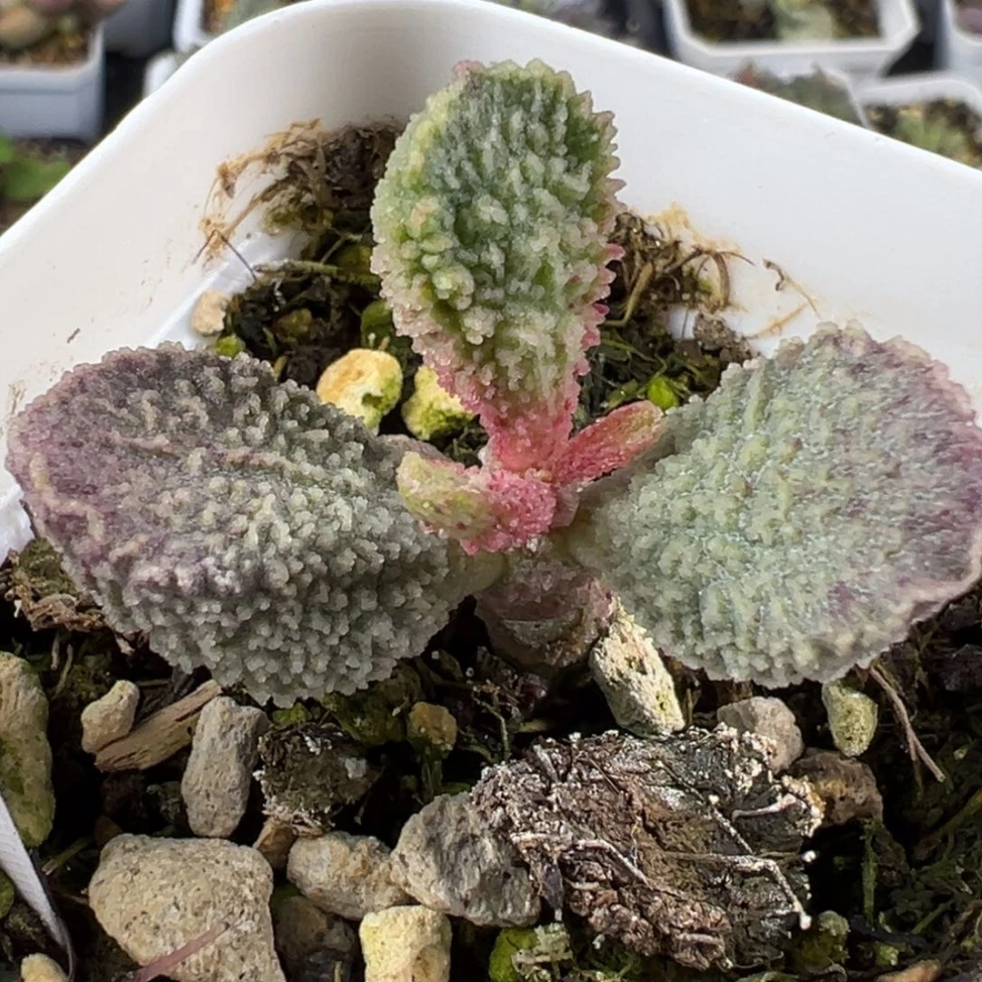 109颗粒冰锥实生新品