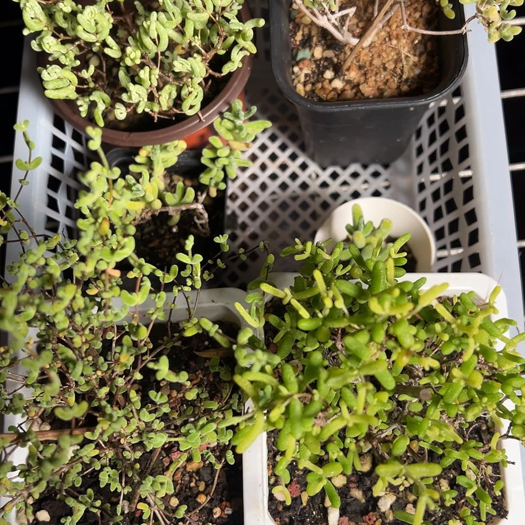 2号套餐老桩福利精品