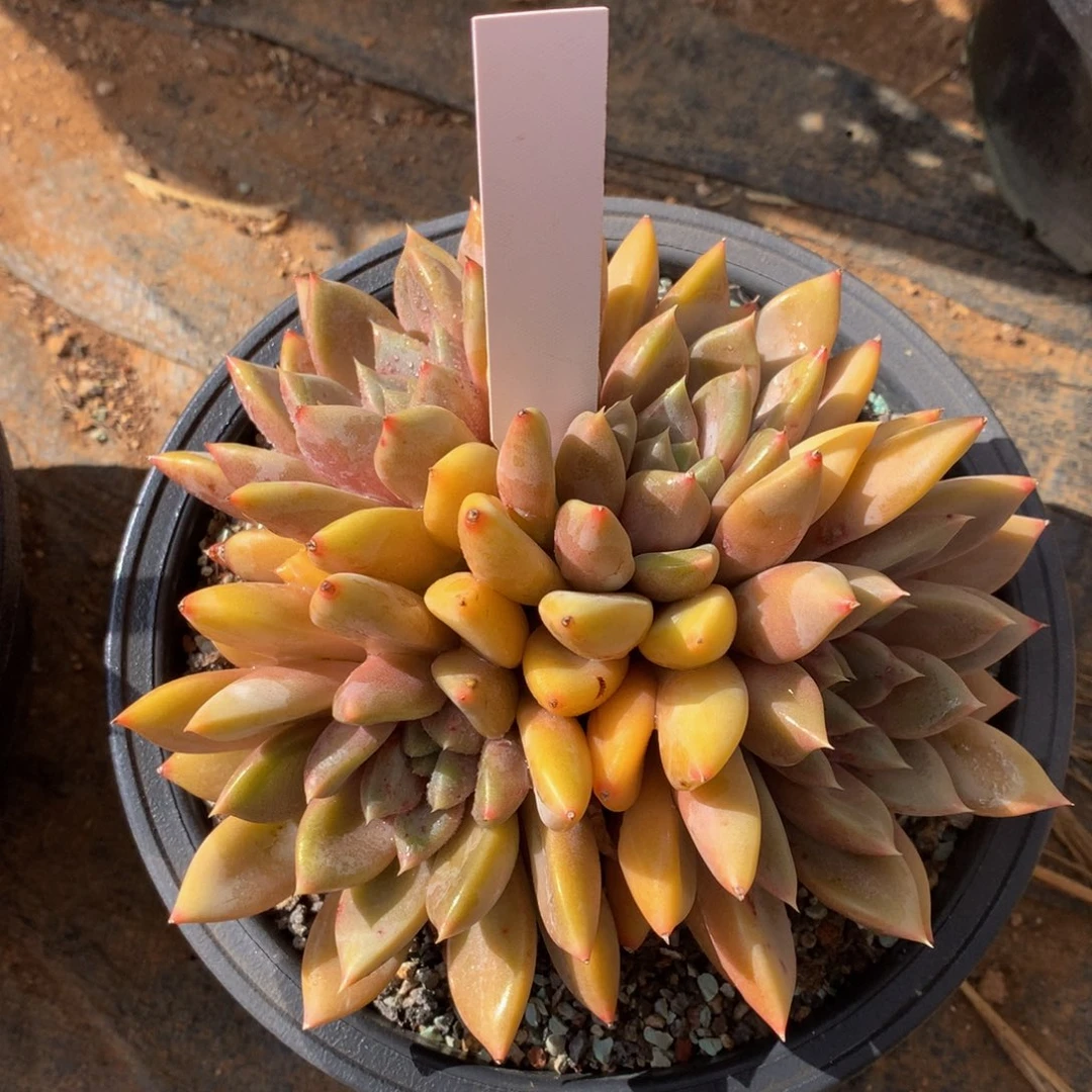 红象牙772277227277