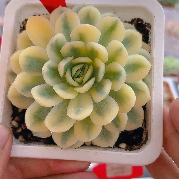 23号草莓冰锦多肉