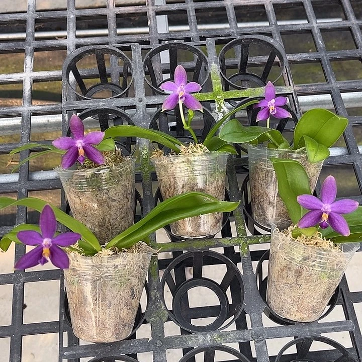 完全开放2.5寸杯洋洋蓝蜻蜓交荧光狗