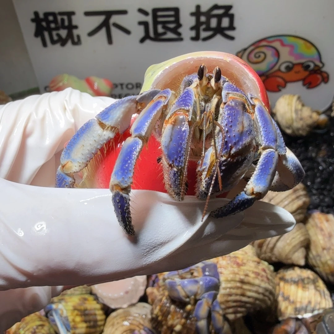 2.8口通体蓝配壳