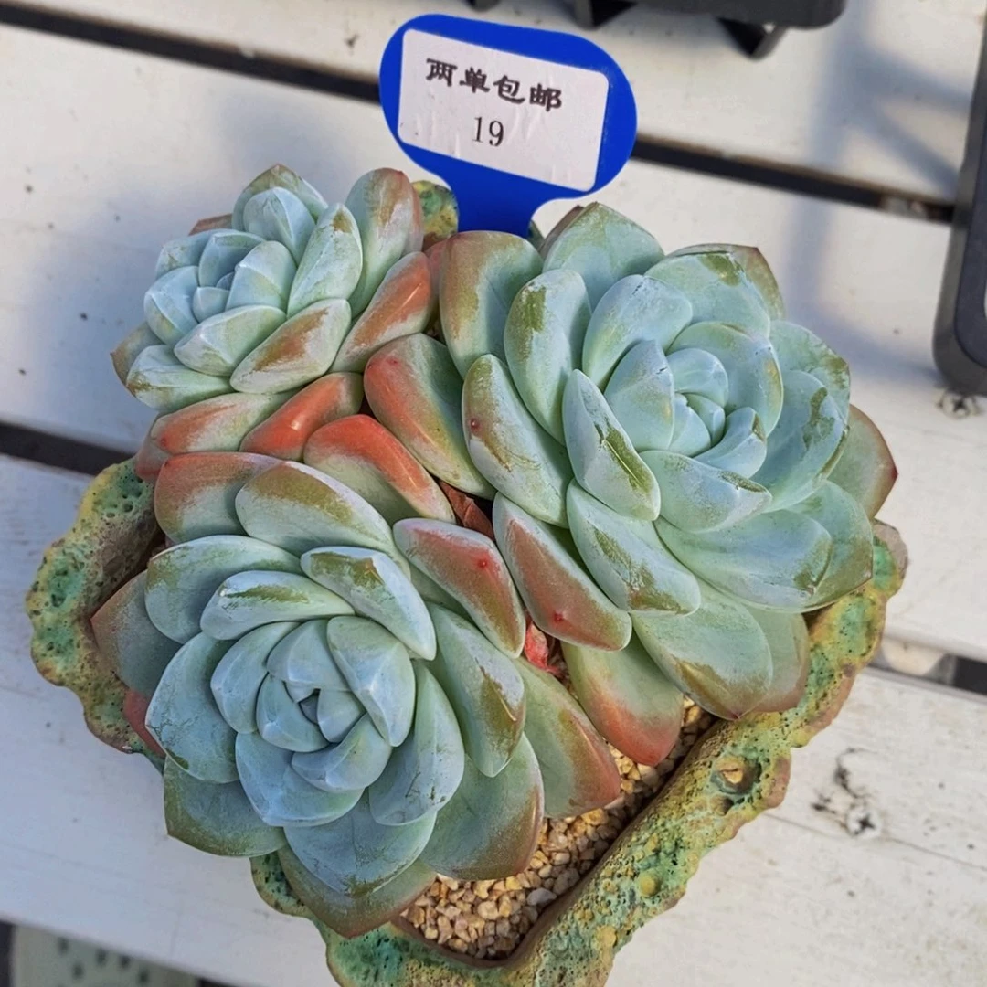 19-模特冰玉群一个