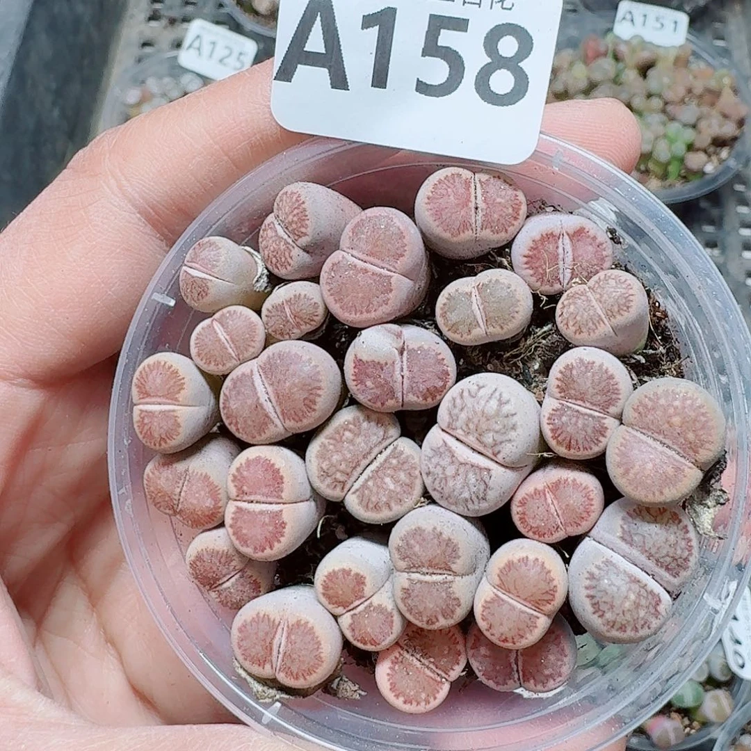 258多肉植物多肉植物