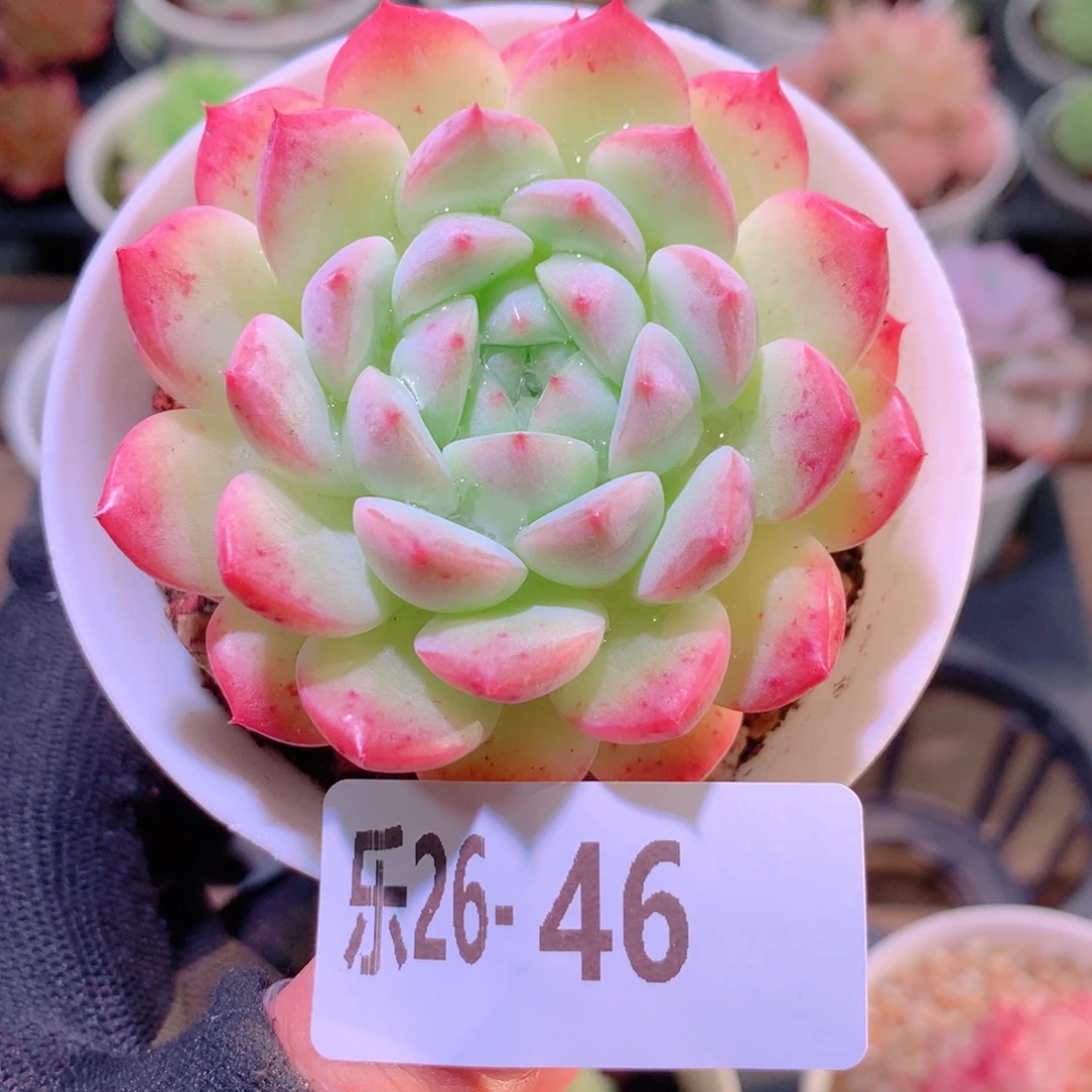 乐然26-46 新品单头