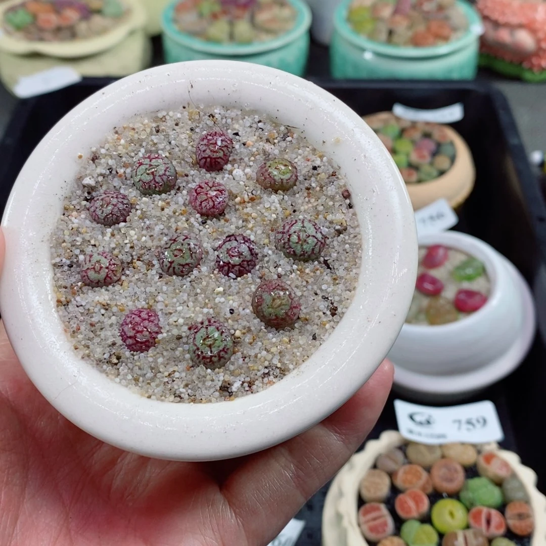 妖**y生石花花花花花花40