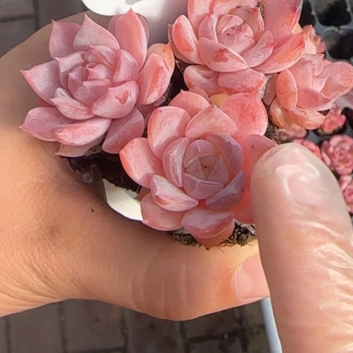 314号   拍一颗发三颗