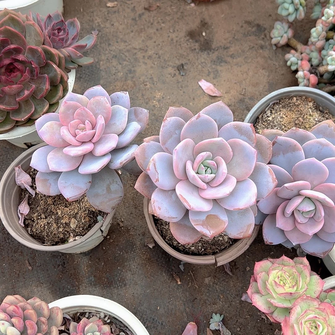 红茶大单头精品特价二盆