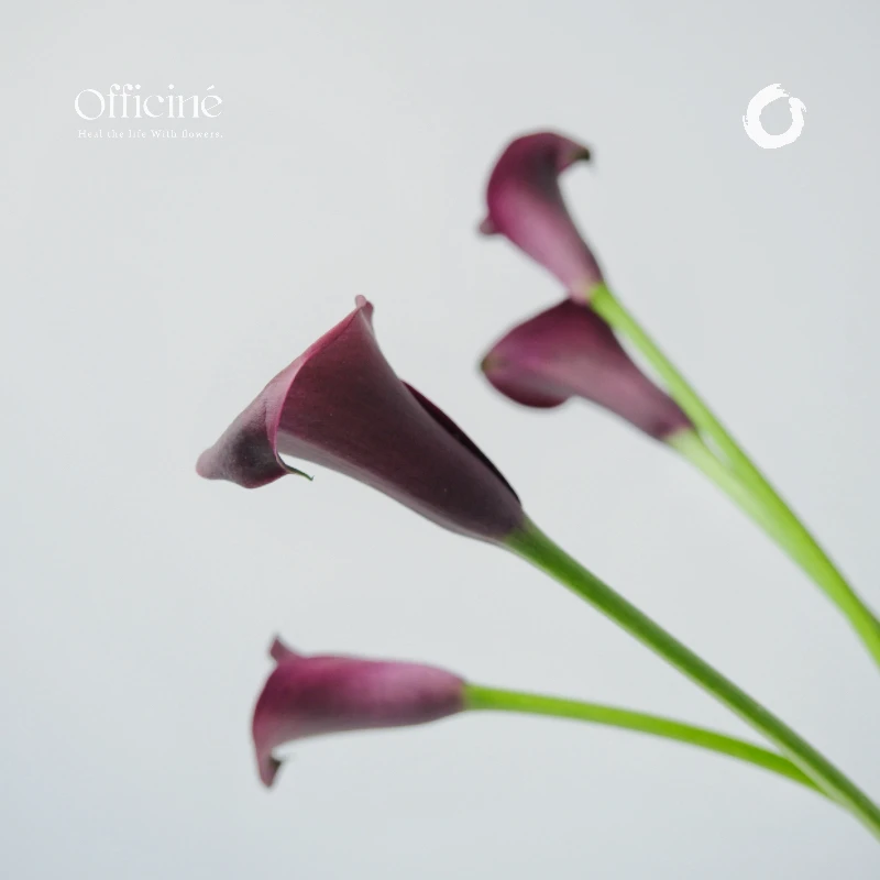 马蹄莲 黑色 Officine美好花市基地直采鲜花云南直发顺丰空运