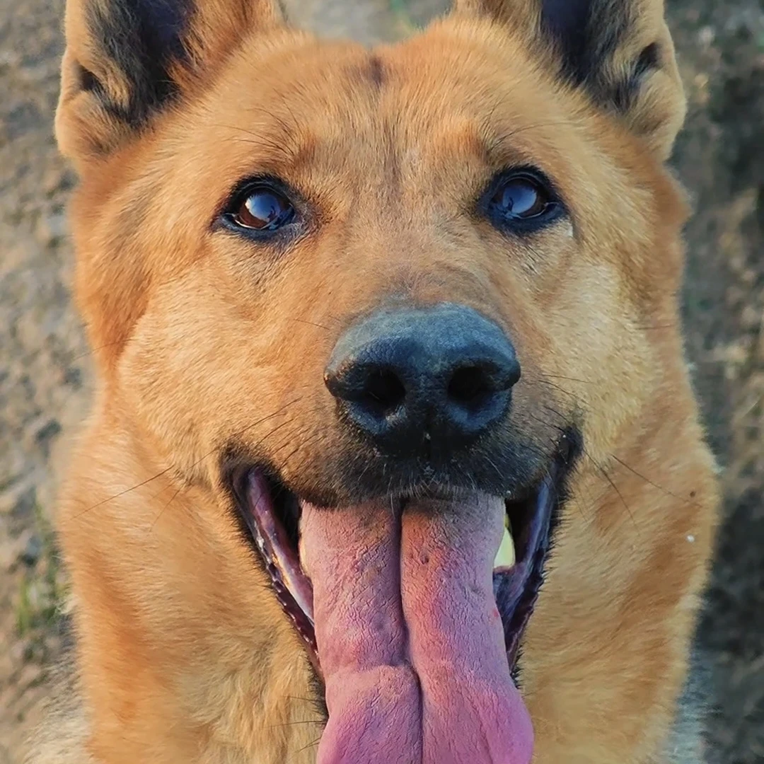 狗狗活体昆明犬【俊安昆明犬】（直播间讲解为准）