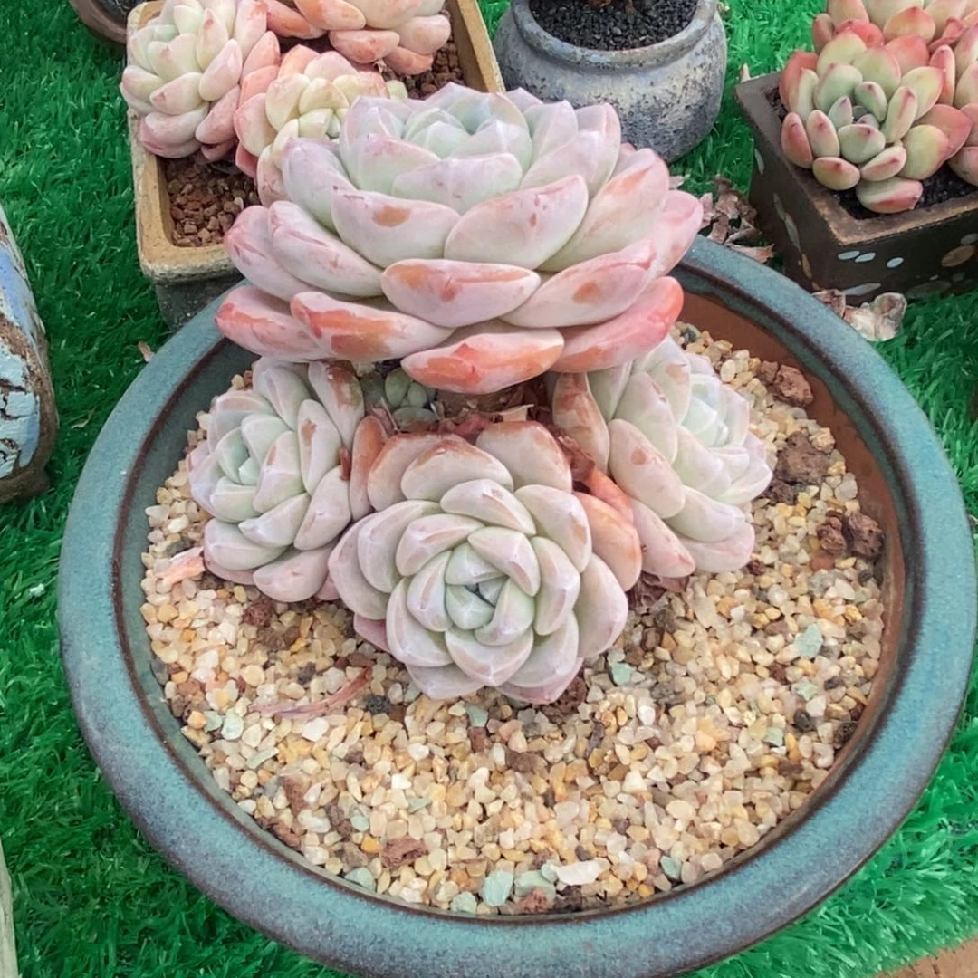 ?**凉袁姑娘冰玉多肉植物带盆