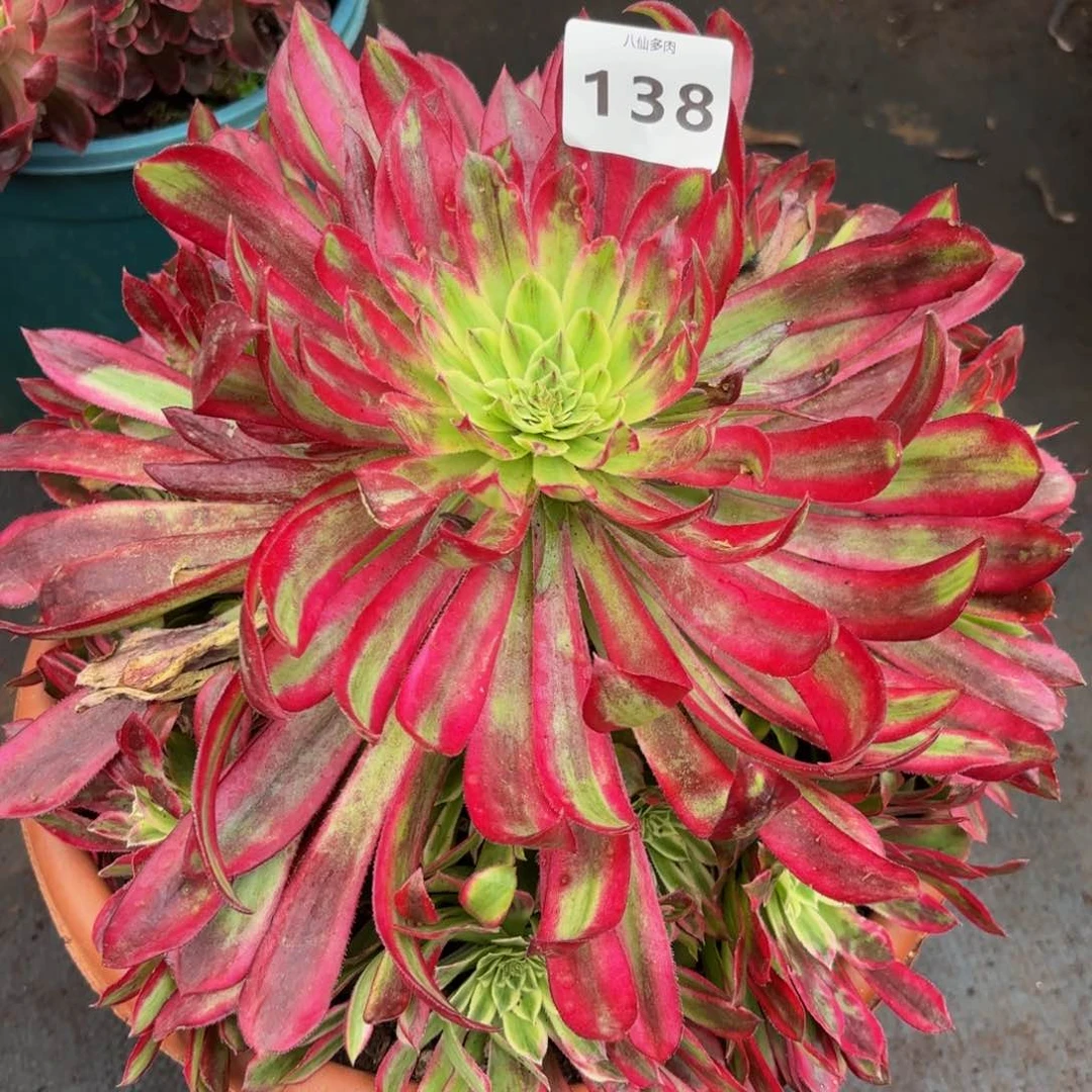 138多肉植物不知名