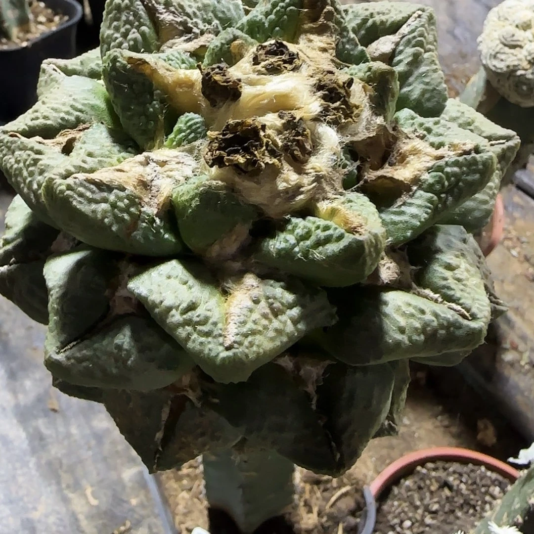 翘尤龟甲里585。