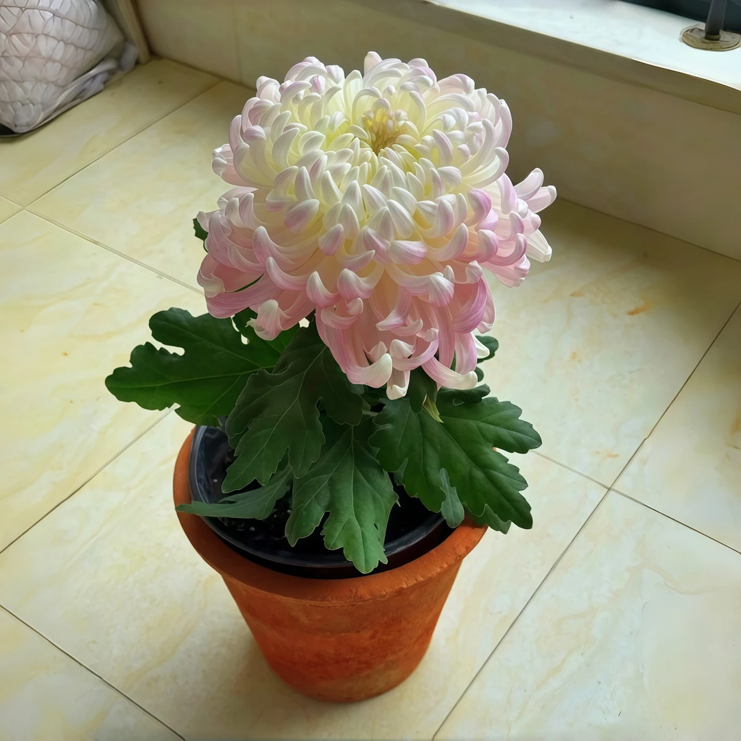 【盘龙冲天】超大花苗优质菊花苗小雏菊扦插苗绿植盆栽重瓣国华菊苗