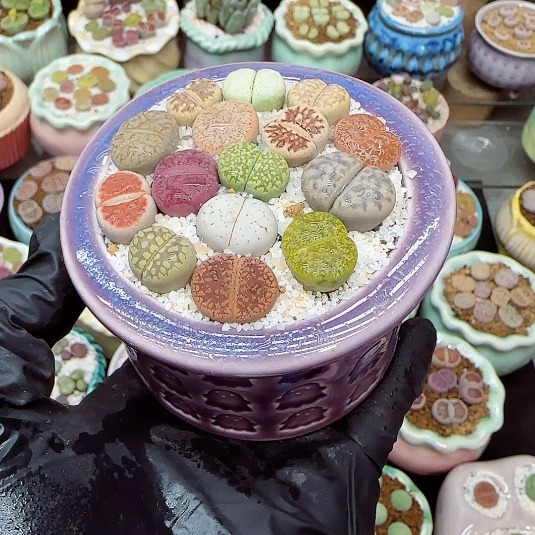 生石花满18包邮1105-47