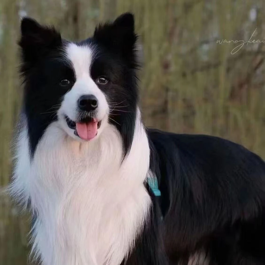 边牧幼犬边境牧羊犬纯种黑白幼崽狗狗活物高智商三通陨石宠物狗
