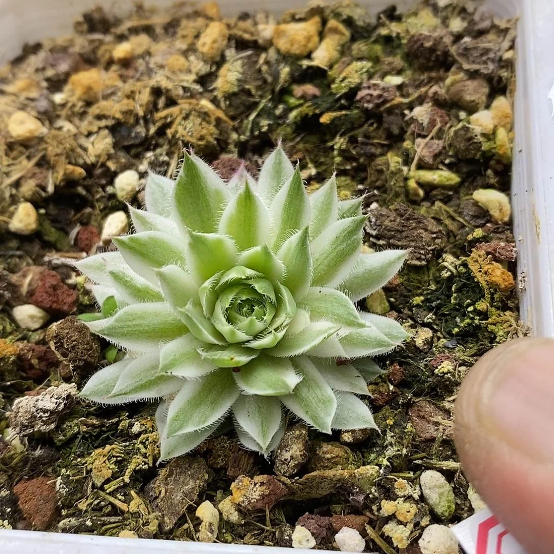0606 长生草宽覆轮锦