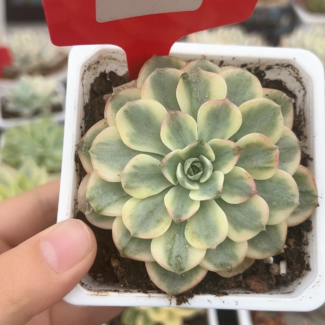 47号娜娜小勾锦多肉植物