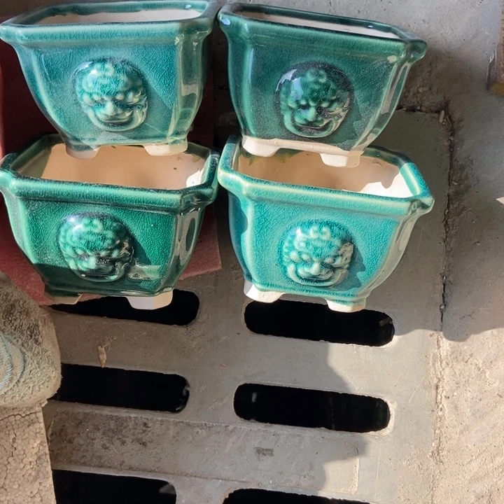 花盆花开花谢了一