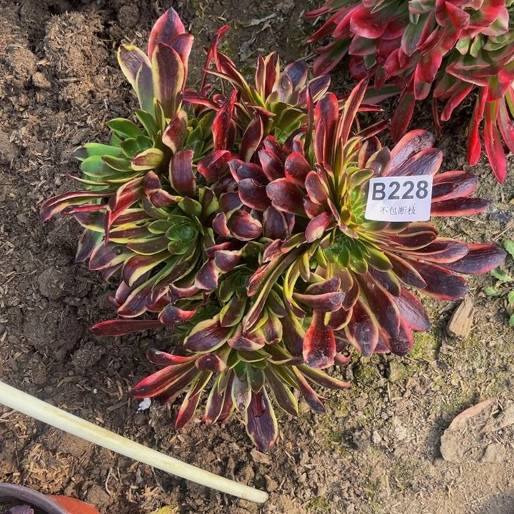 228欧嘉莉缀多肉法师不包断枝