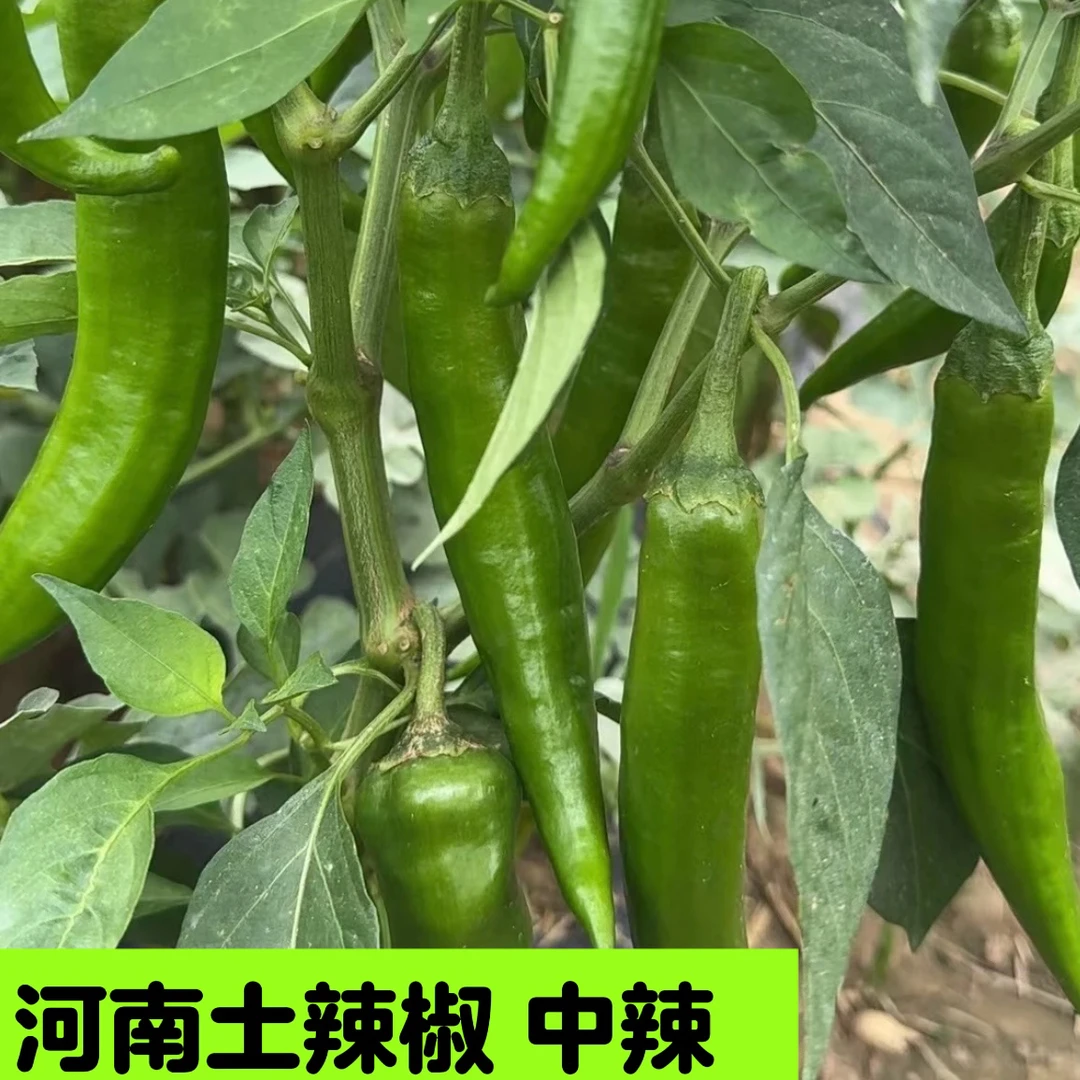 【羊角椒】薄皮尖椒青椒现摘现发香辣中辣 新鲜采摘土辣椒羊角青椒