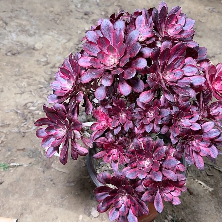 多肉植物香乃尔5
