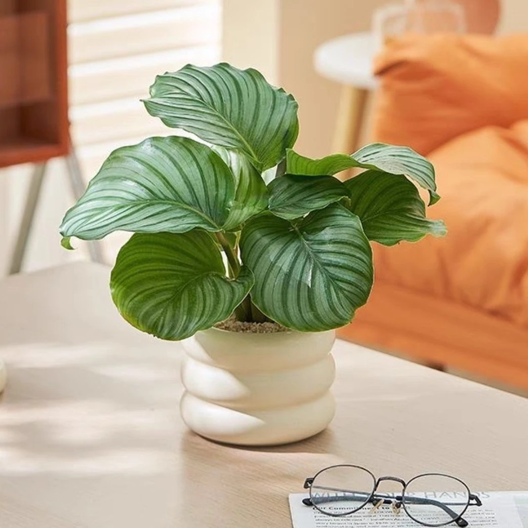 青苹果竹芋盆栽HL水培植物吸除甲醛好养四季易活