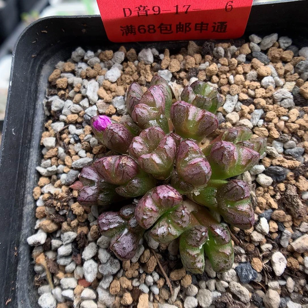 9-17-6 小t一群 25