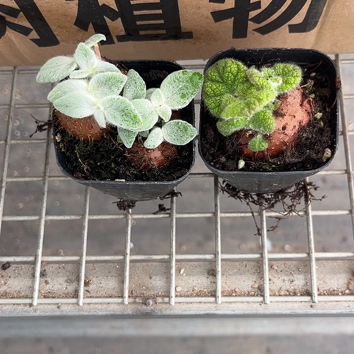 月***～我也不知道怎么办了你说