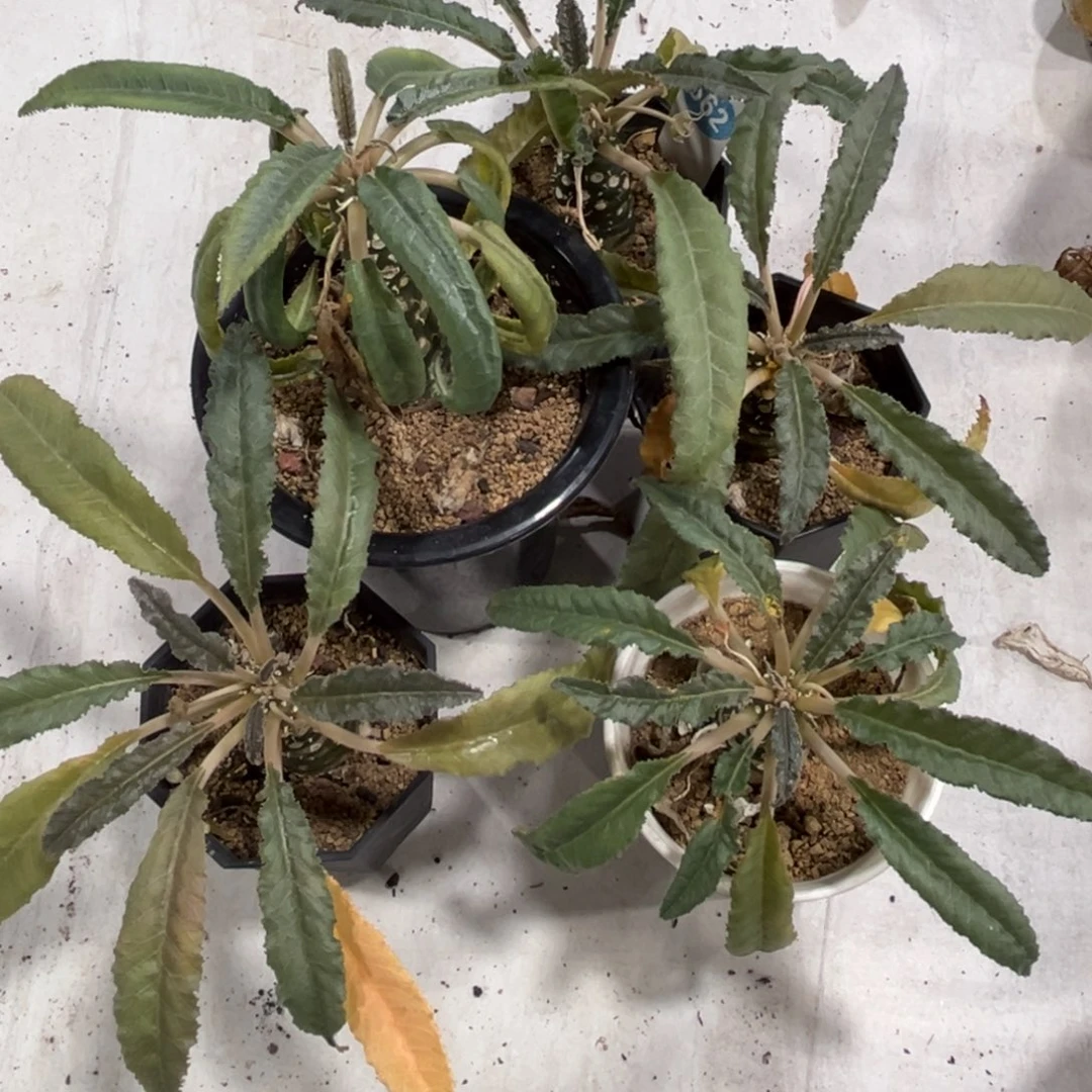 贺***r5个长叶琉桑带盆带土