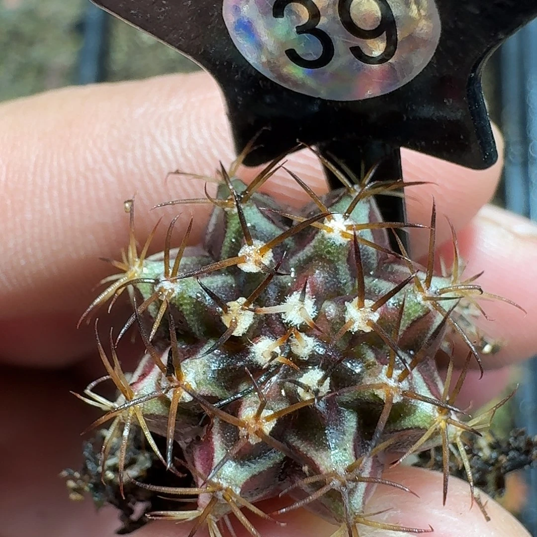 j***n米哈实生自然锦39