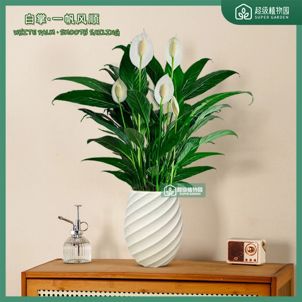 白掌阿曼达美酒盆栽室内植物四季开花办公室内桌面绿植