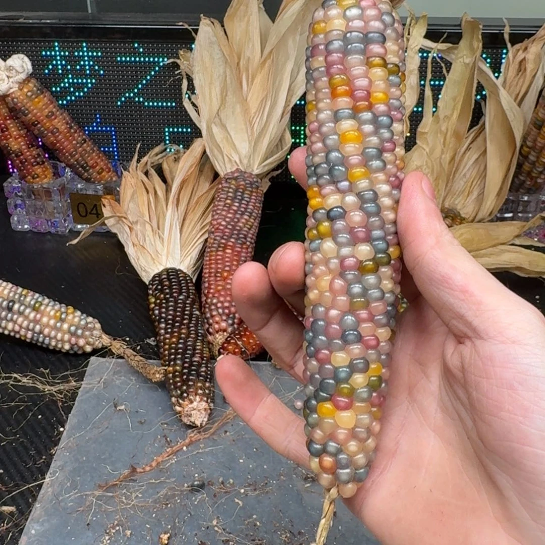 柏香籽/百香籽吊坠静**阳