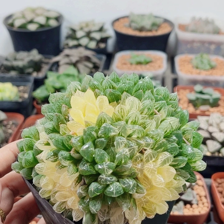 十二卷 实生玉露 福利