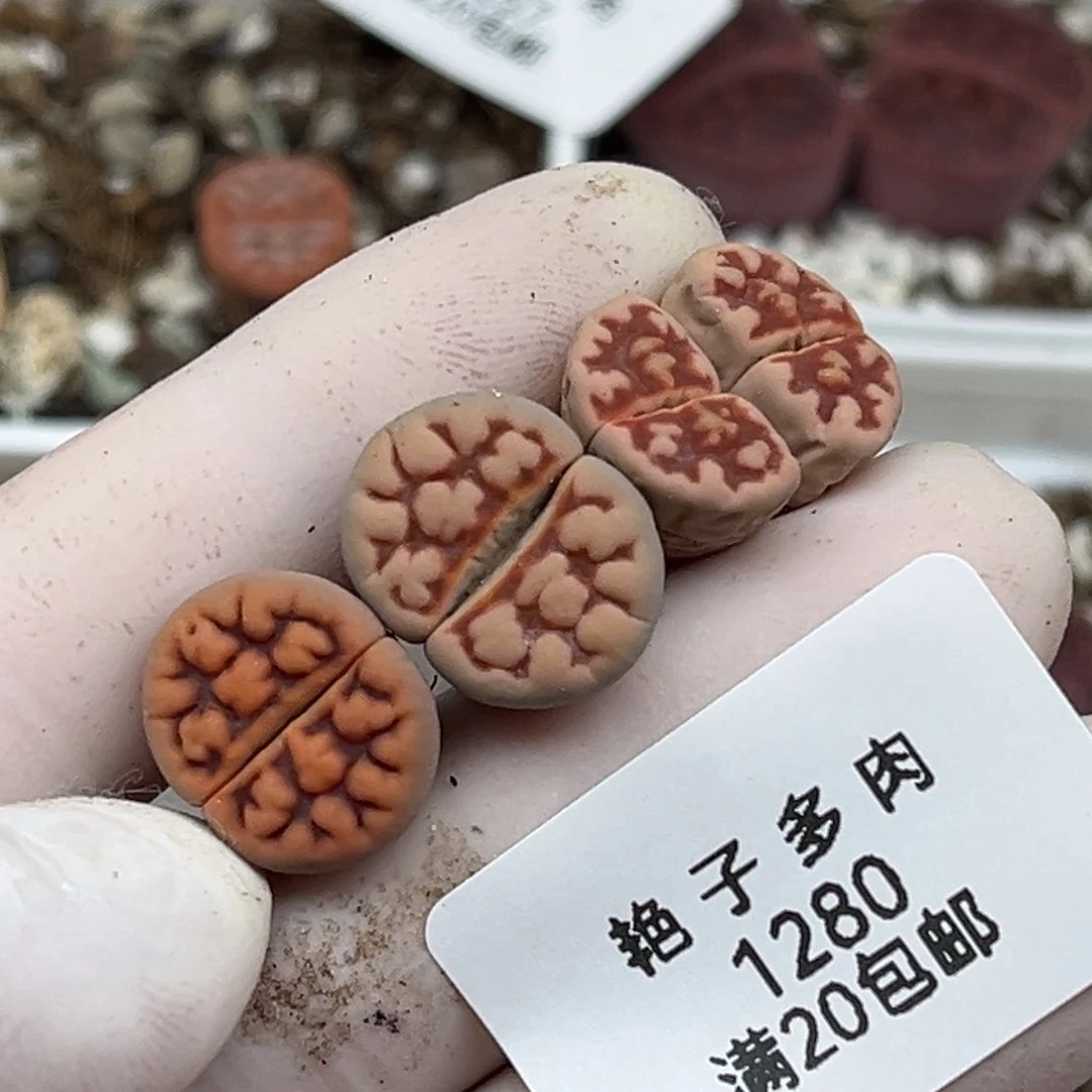 ?****?1280号一首特价的脑纹红窗