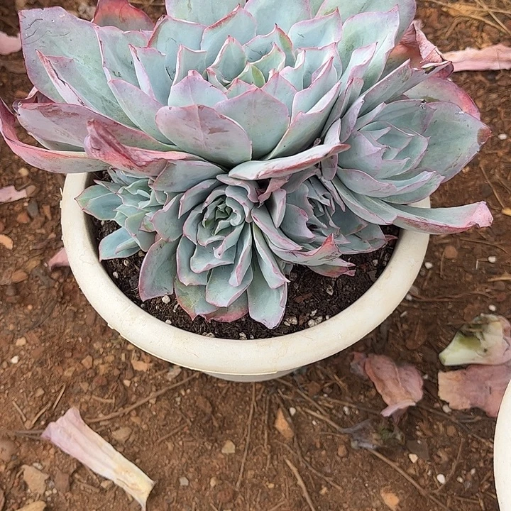 暖***Y蓝光群生，一物一拍。