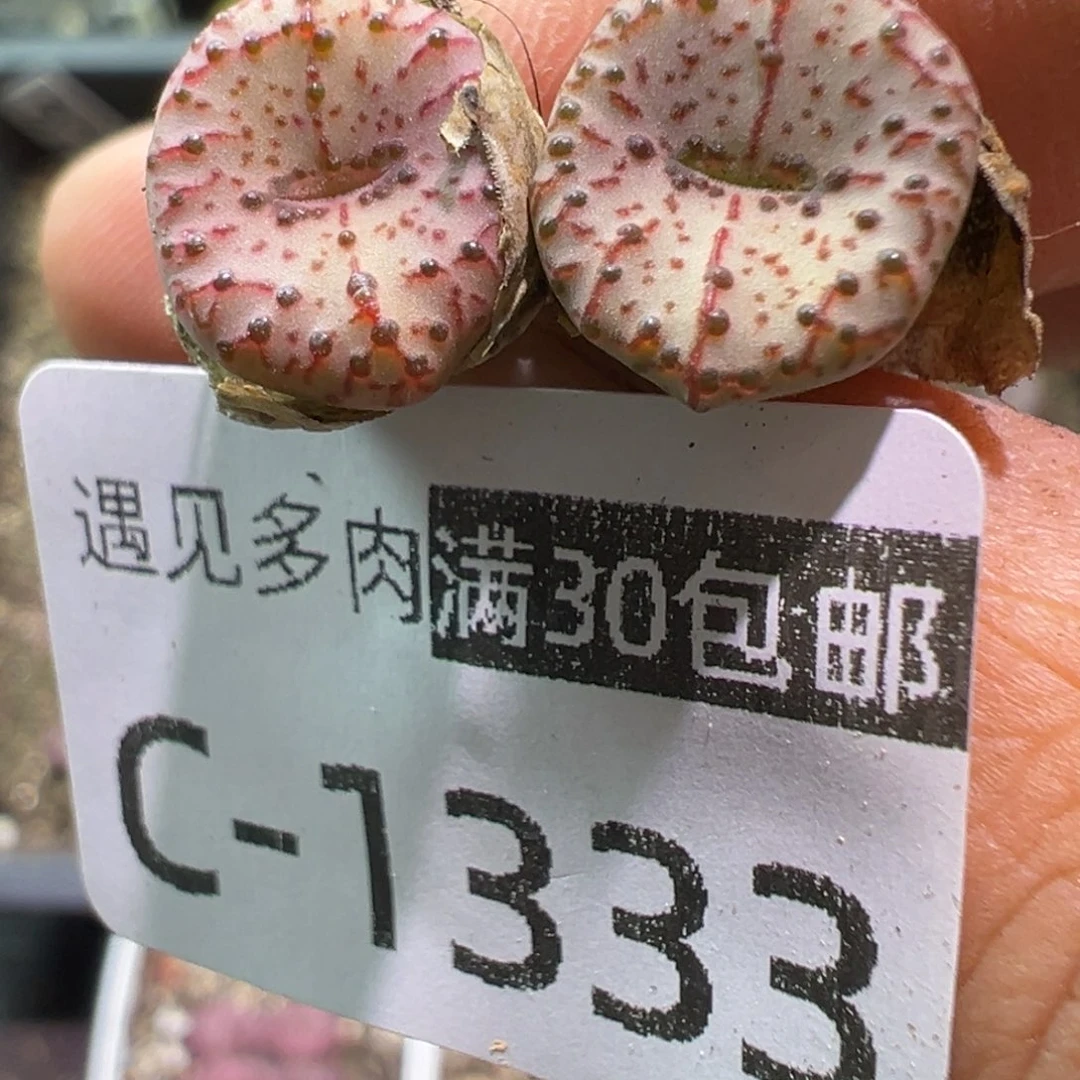多肉植物11111111111