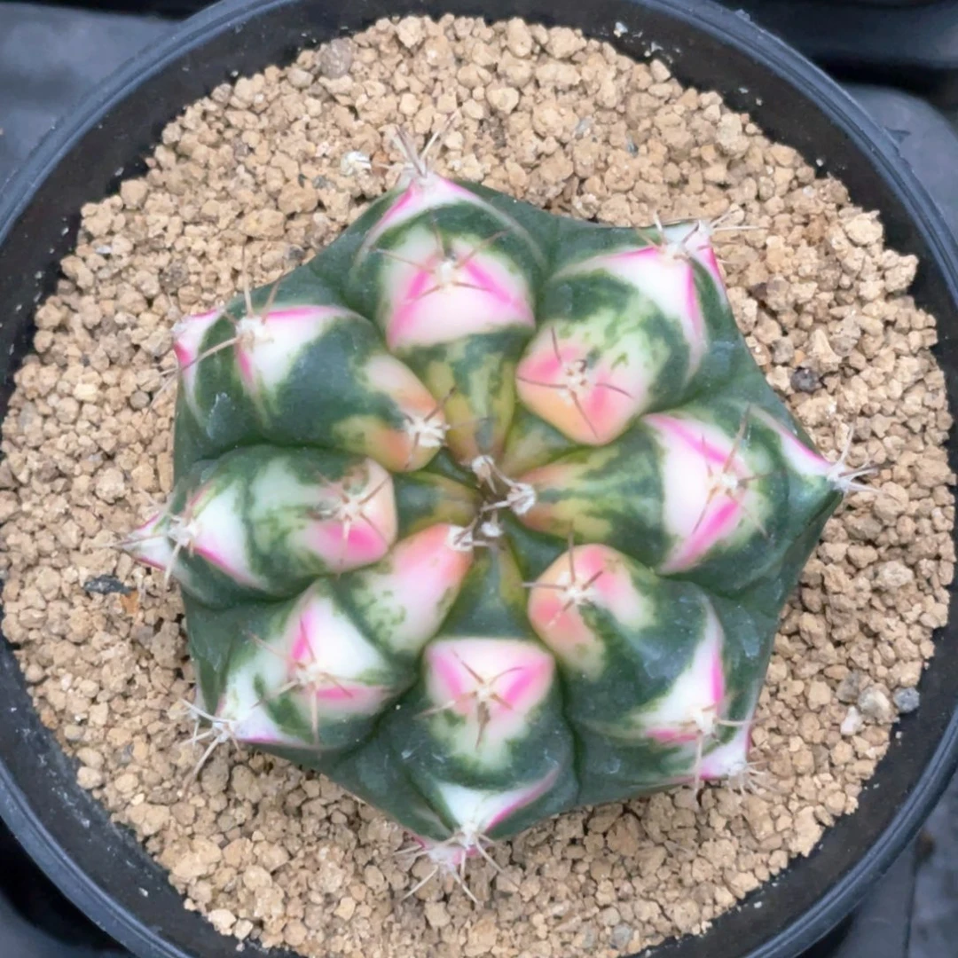 当前无花朵，栽培后可花朵粉花田