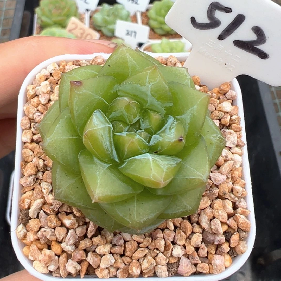 512号珍妮有晒斑