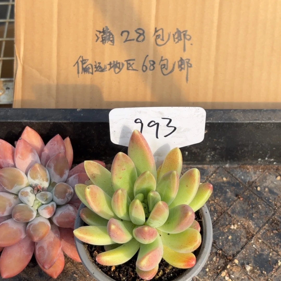 云南多肉小栈一物一拍993