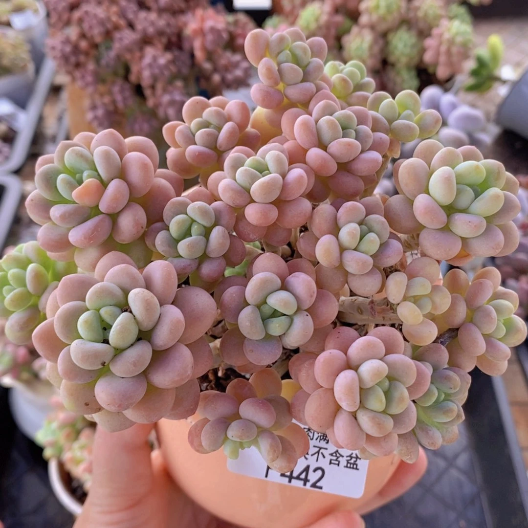洛可可10cm442多肉植物
