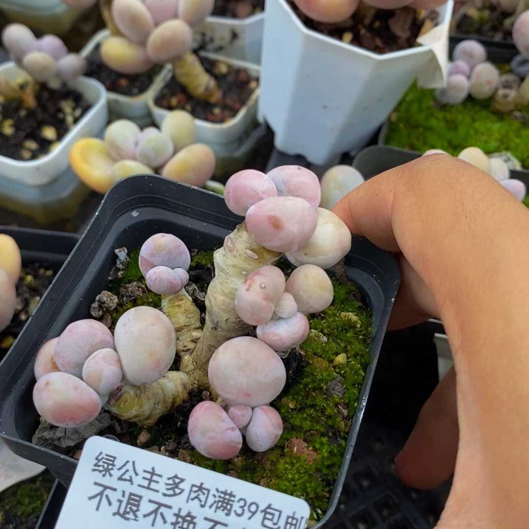 执***着064蛋黄奶多肉4cm