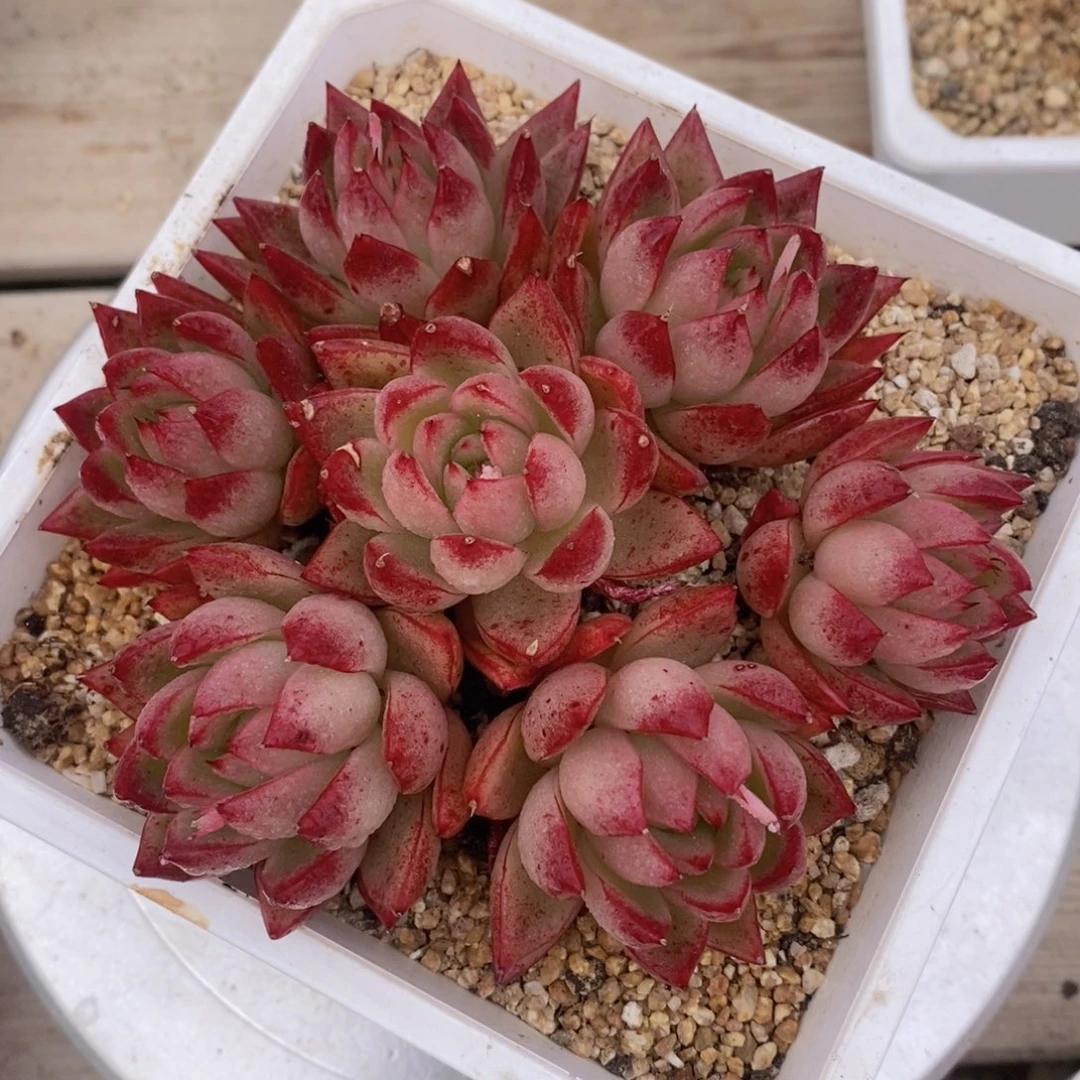 可问主播品种，下滑链接更多福利多肉选择