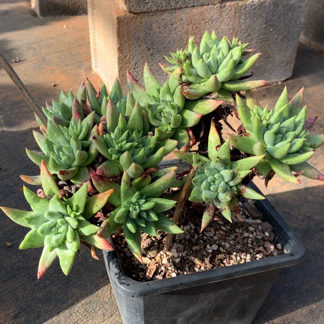 绿拇指,多肉植物