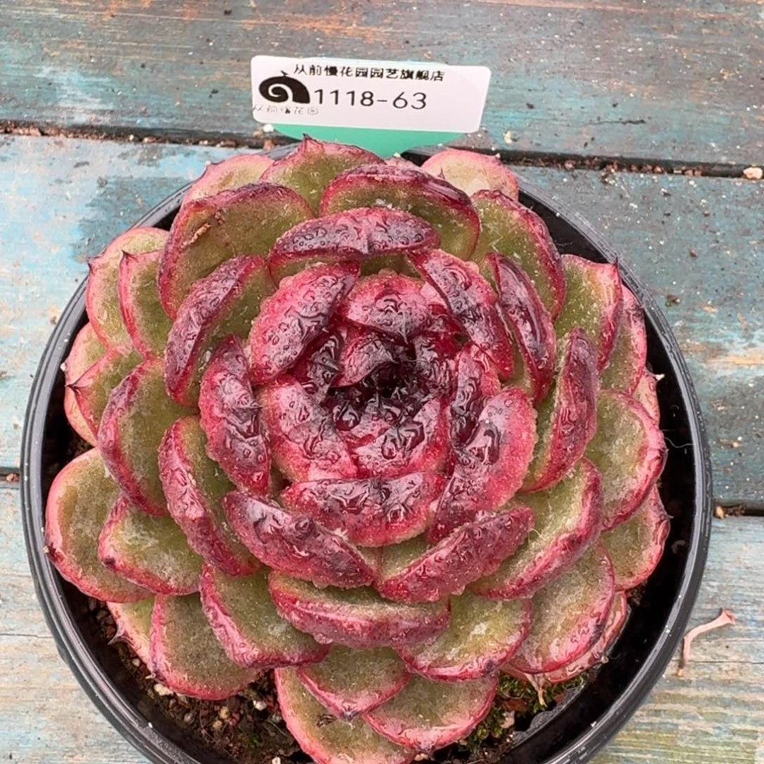 从前慢多肉编号1118-63