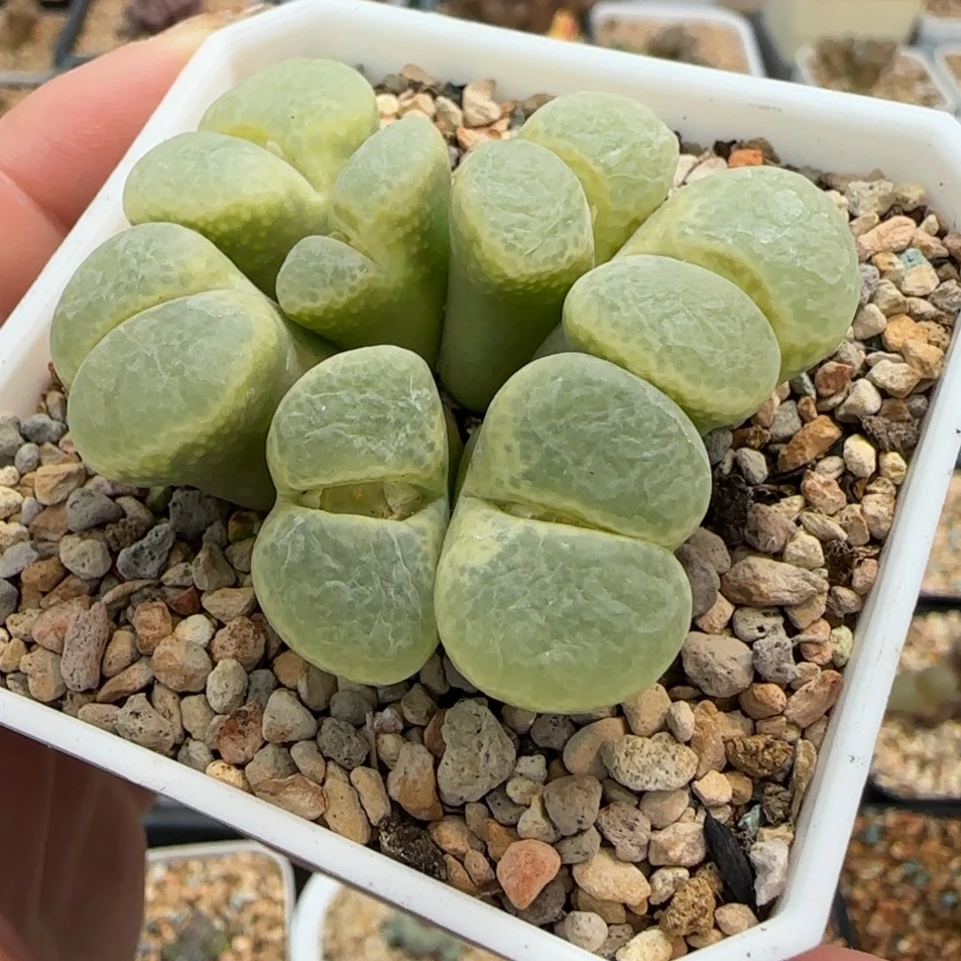 多肉植物风铃母本140号