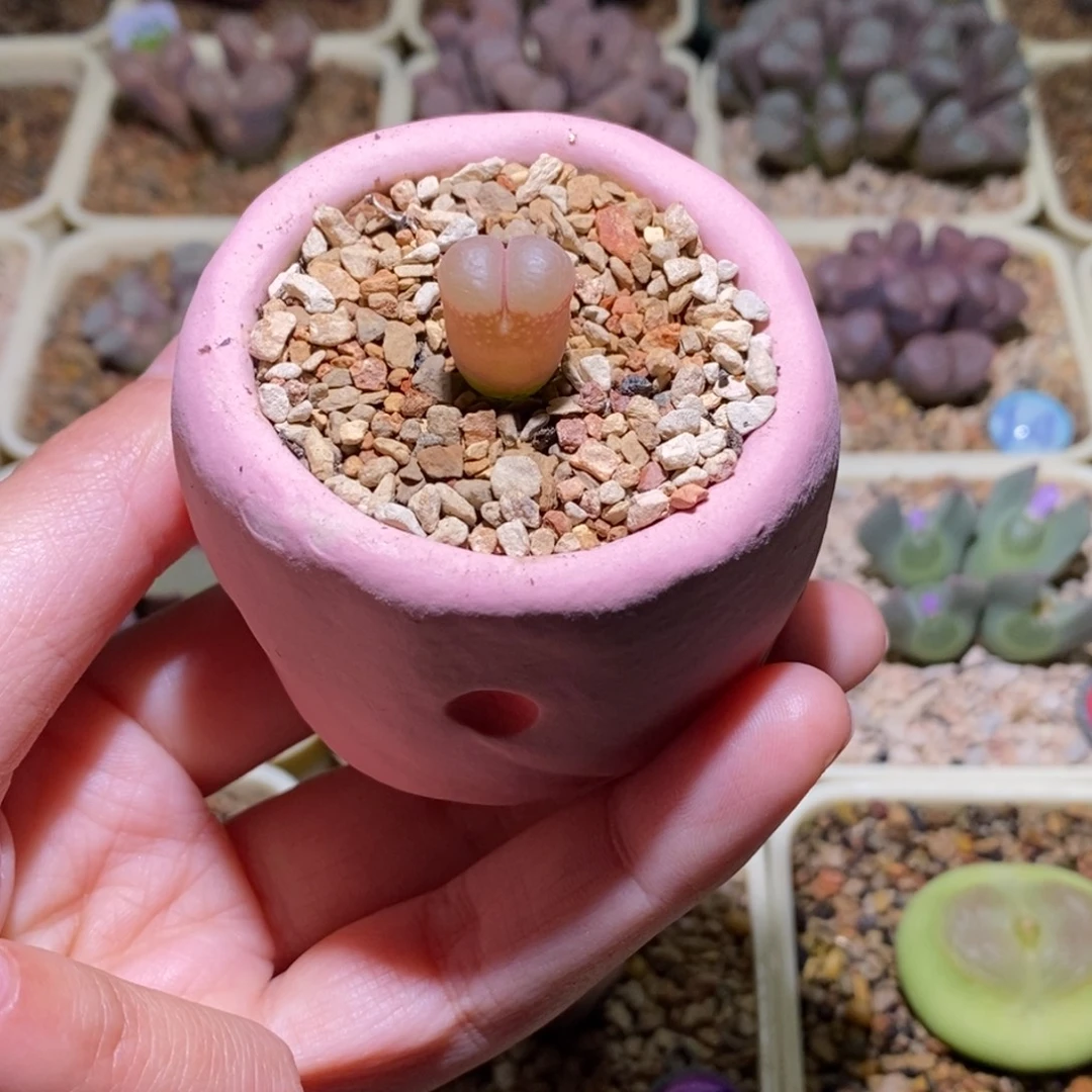 粉透透风铃带盆福利