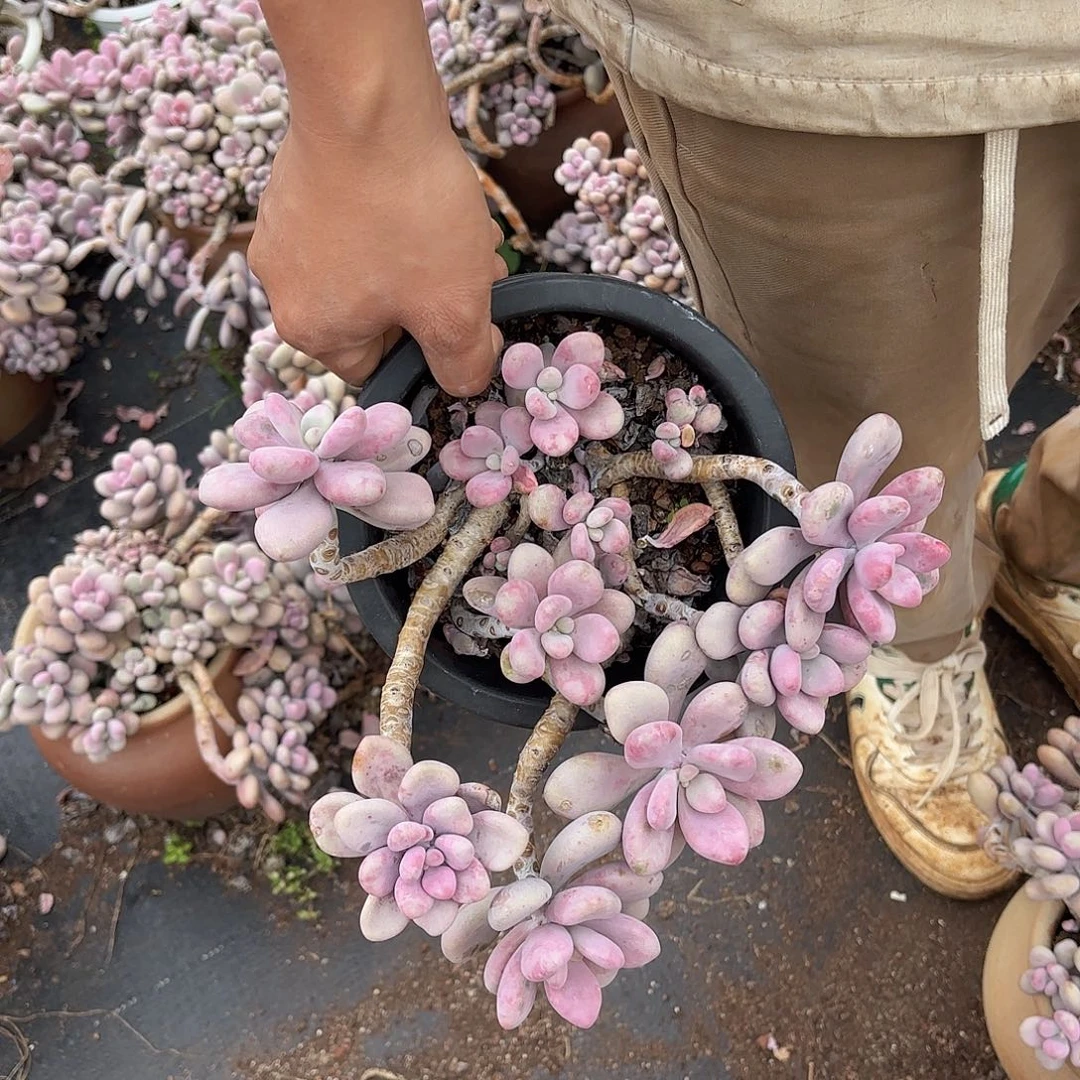 9.9小老庄桃蛋多肉植物